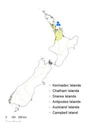 Veronica pubescens subsp. sejuncta distribution map based on databased records at AK, CHR & WELT.
 Image: K.Boardman © Landcare Research 2022 CC-BY 4.0